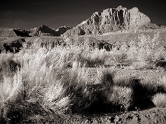 Utah Scrub Brush